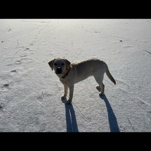 Meet your Posher, Rhiannon